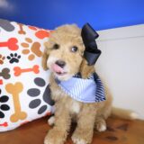 Prins Goldendoodle 01