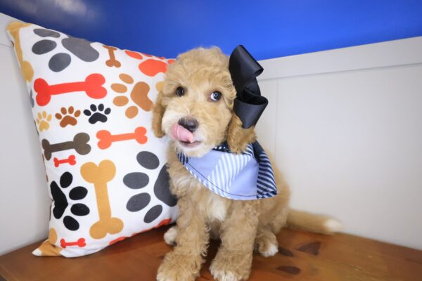Prins Goldendoodle 01