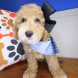 Prins Goldendoodle 04