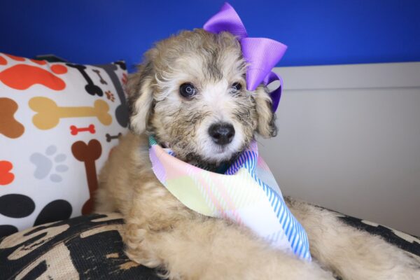 Queen Bichapoo 01