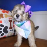 Queen Bichapoo 02