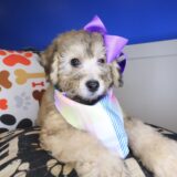 Queen Bichapoo 03