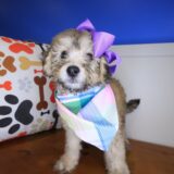 Queen Bichapoo 04