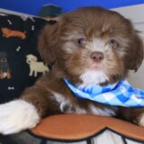 Rain Shih Tzu 01