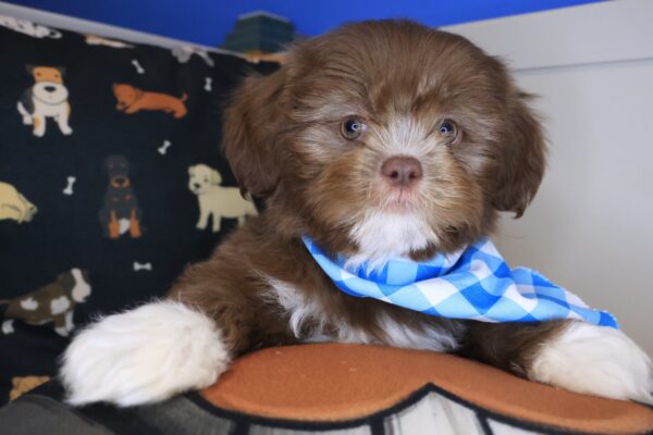 Rain Shih Tzu 01