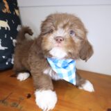 Rain Shih Tzu 03