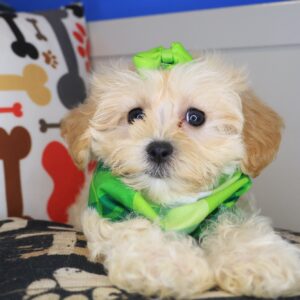Rebel Maltipoo 01 Rebel Maltipoo 01