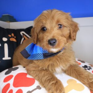 Rick Goldendoodle 01 Rick Goldendoodle 01