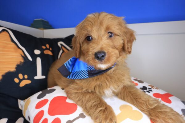 Rick Goldendoodle 01