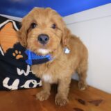 Rick Goldendoodle 02