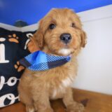 Rick Goldendoodle 04