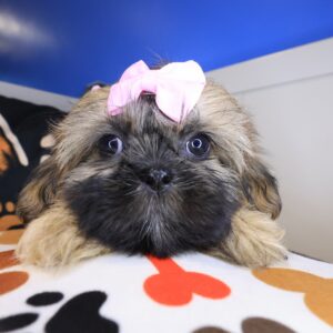 Riss Shih Tzu 01 Riss Shih Tzu 01