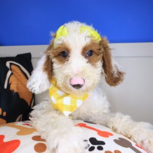 Rosy Goldendoodle 01 Rosy Goldendoodle 01