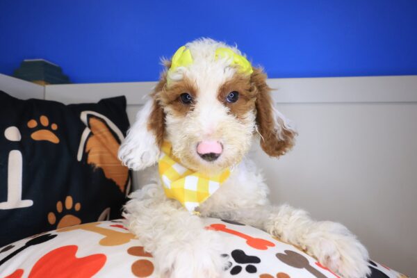 Rosy Goldendoodle 01