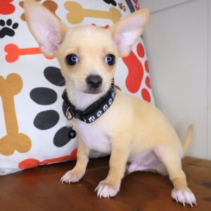 Rufus Chihuahua 01