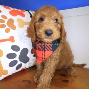 Sage Goldendoodle 01 Sage Goldendoodle 01