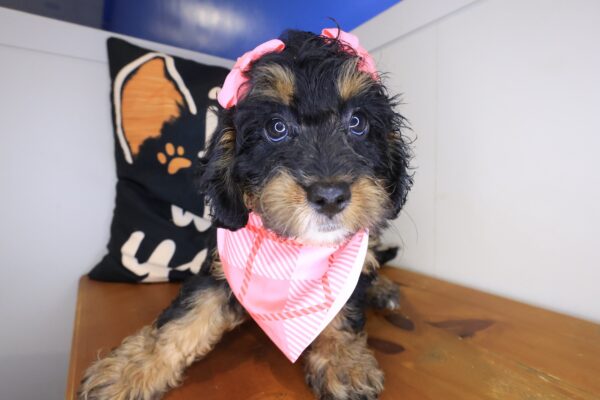 Savannah Bernedoodle 01