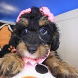 Savannah Bernedoodle 02