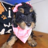 Savannah Bernedoodle 03