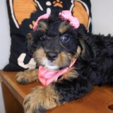 Savannah Bernedoodle 04