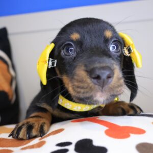 Seraphine Dachshund 01 Seraphine Dachshund 01