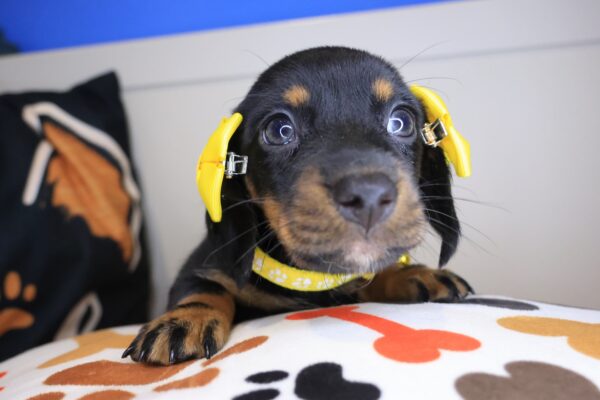 Seraphine Dachshund 01