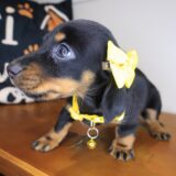 Seraphine Dachshund 02