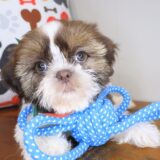 Sherlock Shih Tzu 01