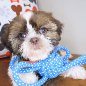 Sherlock Shih Tzu 01 Sherlock Shih Tzu 01