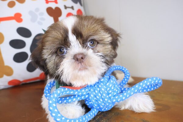 Sherlock Shih Tzu 01