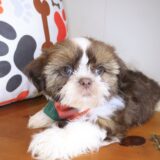 Sherlock Shih Tzu 02