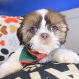 Sherlock Shih Tzu 03