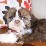 Sherlock Shih Tzu 04
