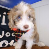 Siena Bernedoodle 01