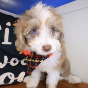Siena Bernedoodle 01 Siena Bernedoodle 01