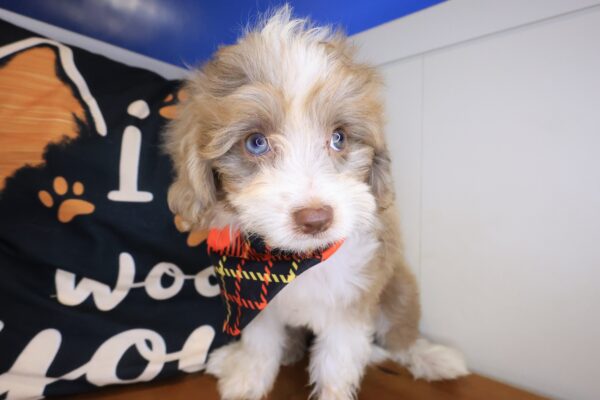 Siena Bernedoodle 01