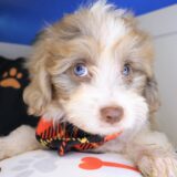 Siena Bernedoodle 02
