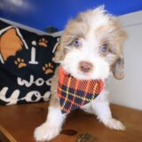 Siena Bernedoodle 04