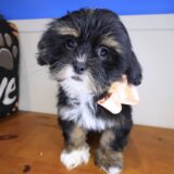 Sienna Lhasa apso 01