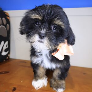 Sienna Lhasa apso 01 Sienna Lhasa apso 01