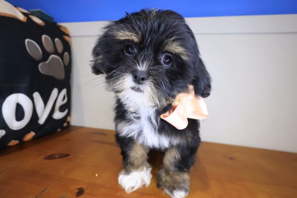 Sienna Lhasa apso 01