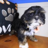Sienna Lhasa apso 04