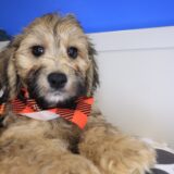 Simon Goldendoodle 01