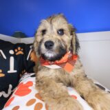 Simon Goldendoodle 03