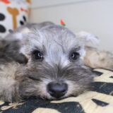 Simon Schnauzer 02