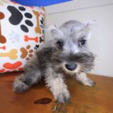 Simon Schnauzer 03