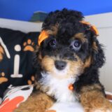Sofia Poodle 01