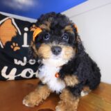 Sofia Poodle 02