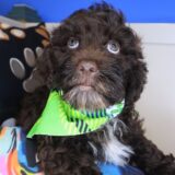 Soledad Cockapoo 01