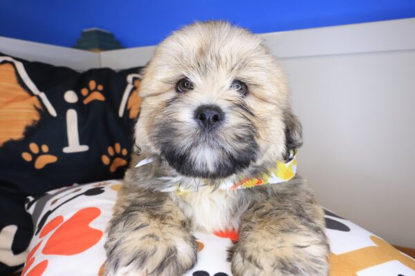 Spot Lhasa apso 01
